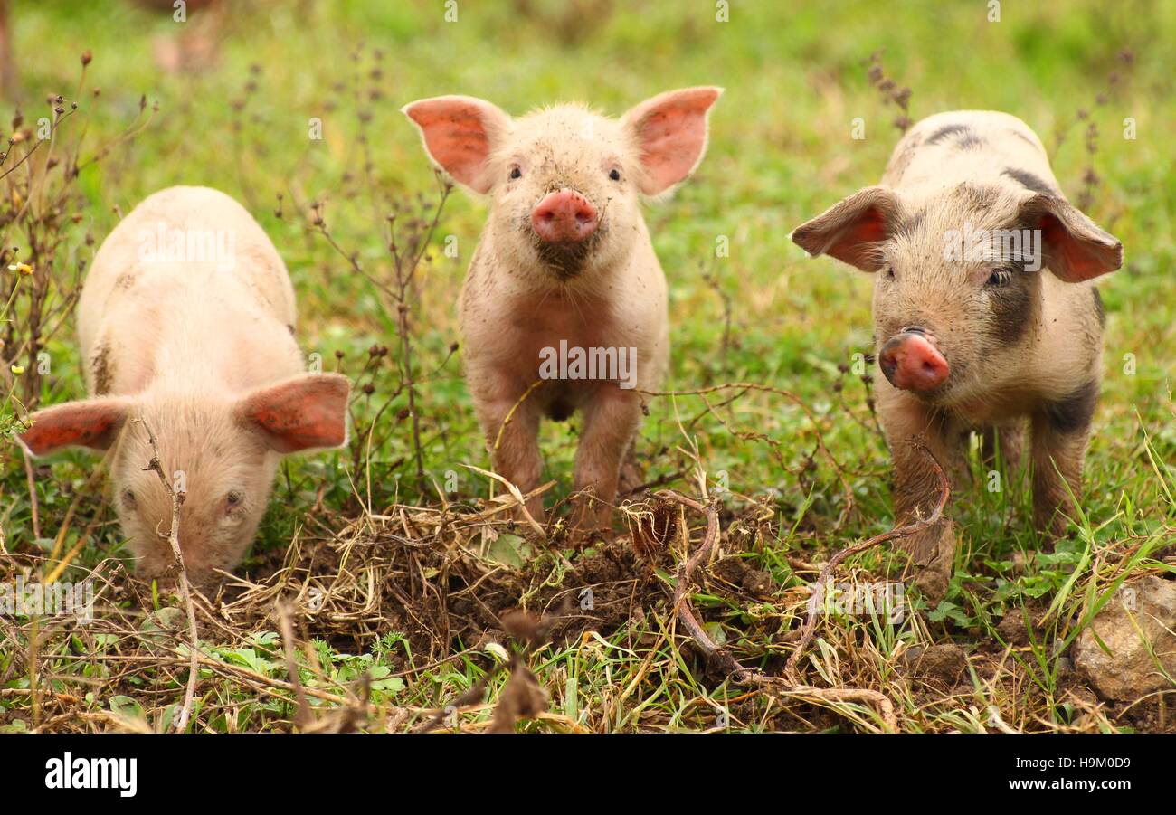 Three cute piglets on farm Stock Photo