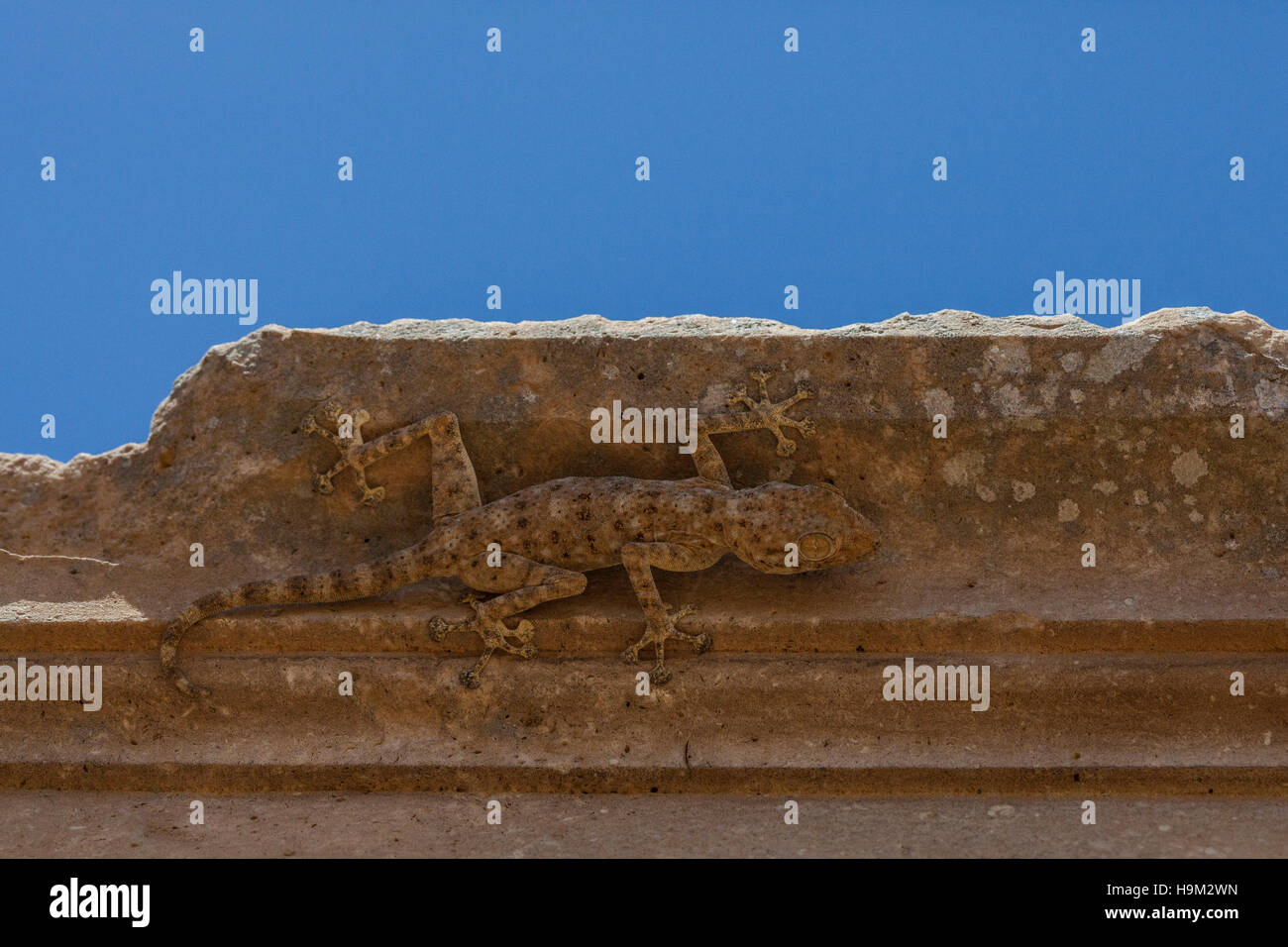 A fan-fingered gecko (Ptyodactylus guttatus) Stock Photo
