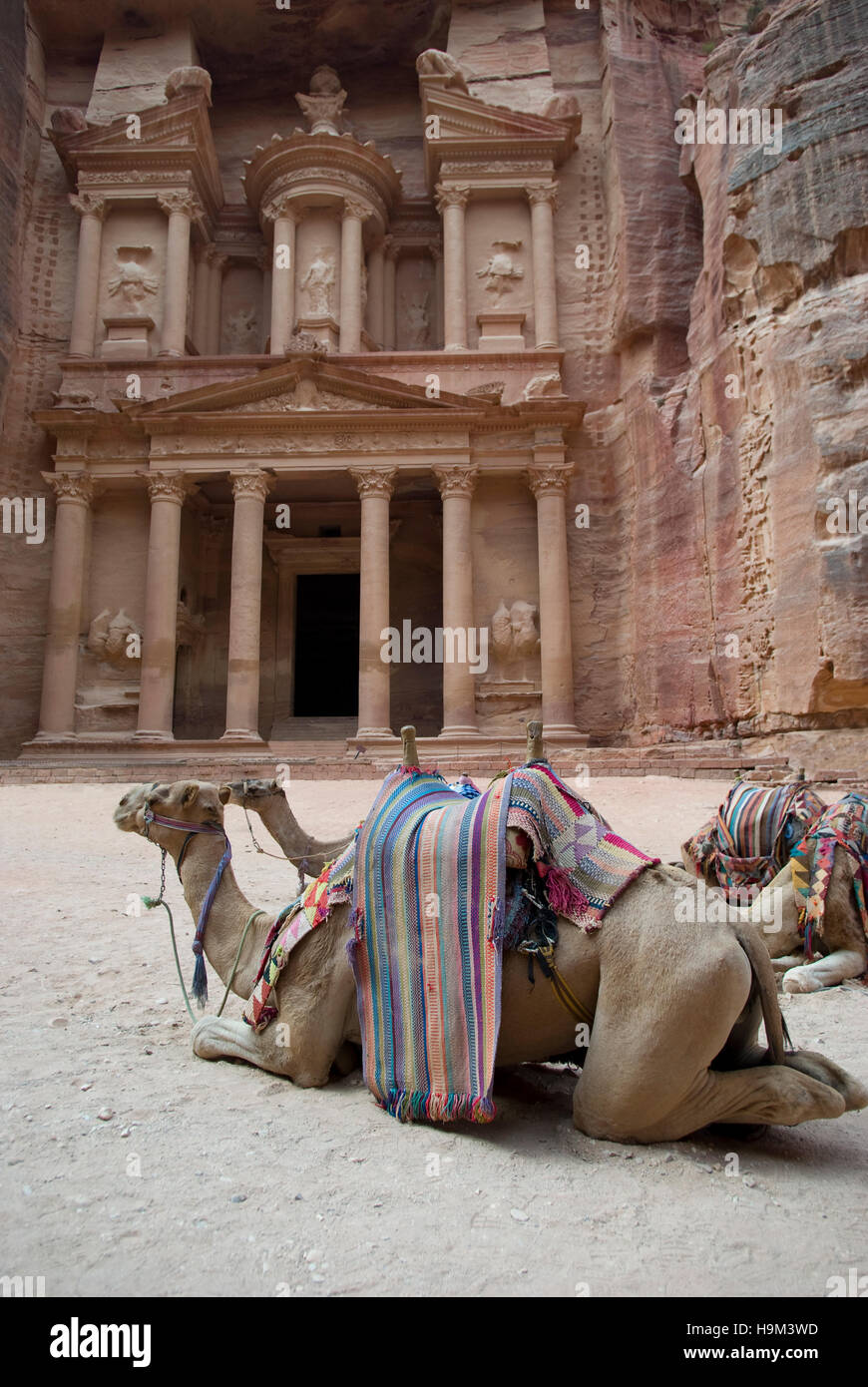 Camels rest in front of Al Khazneh Treasury ruins, Petra, Jordan Stock Photo