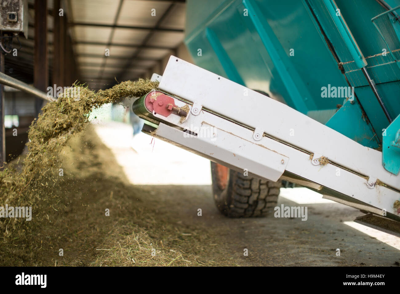 Cow feeding machine Stock Photo Alamy