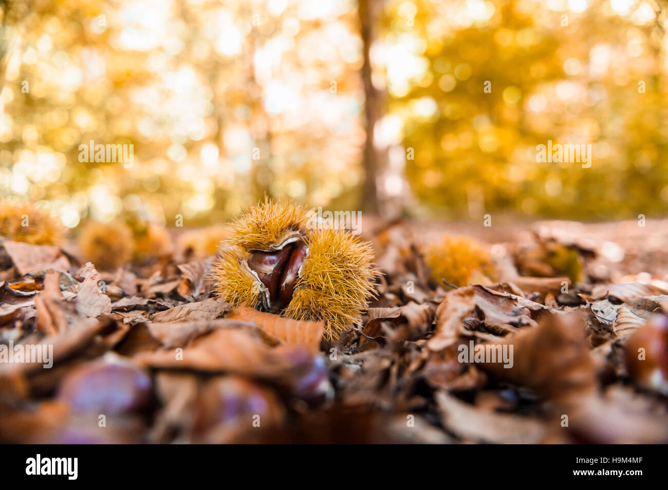 Sweet chestnuts and autumn leaves lying on forest soil Stock Photo