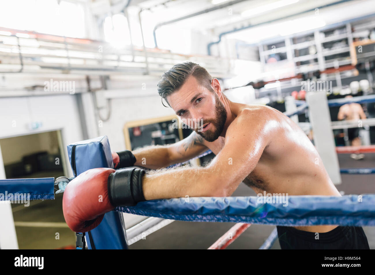 Boxer resting in boxing ring Stock Photo