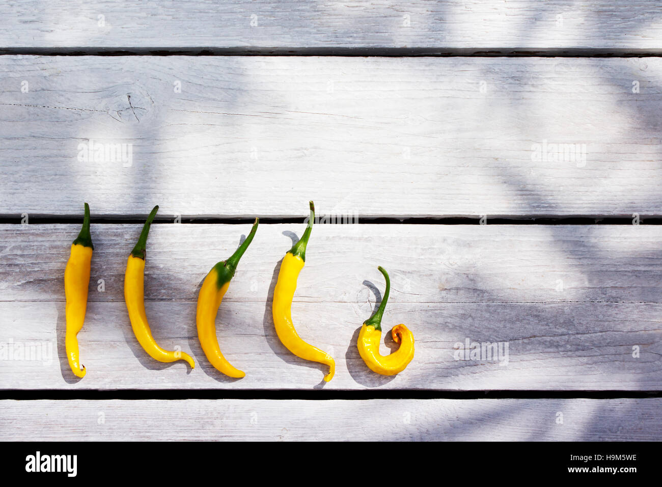 Yellow chili peppers in a row on white wood Stock Photo - Alamy