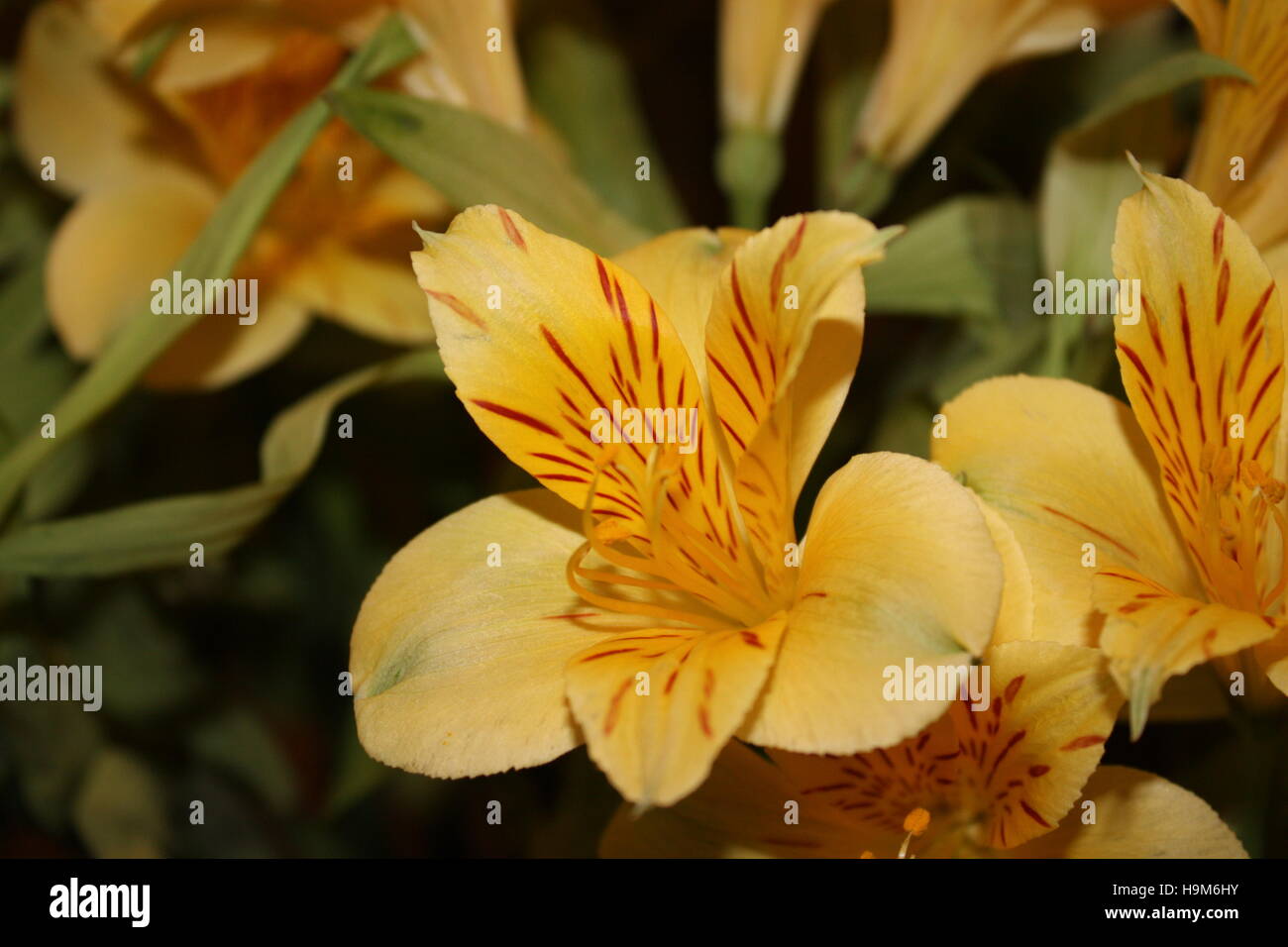 yellow mothers day flowers Stock Photo Alamy