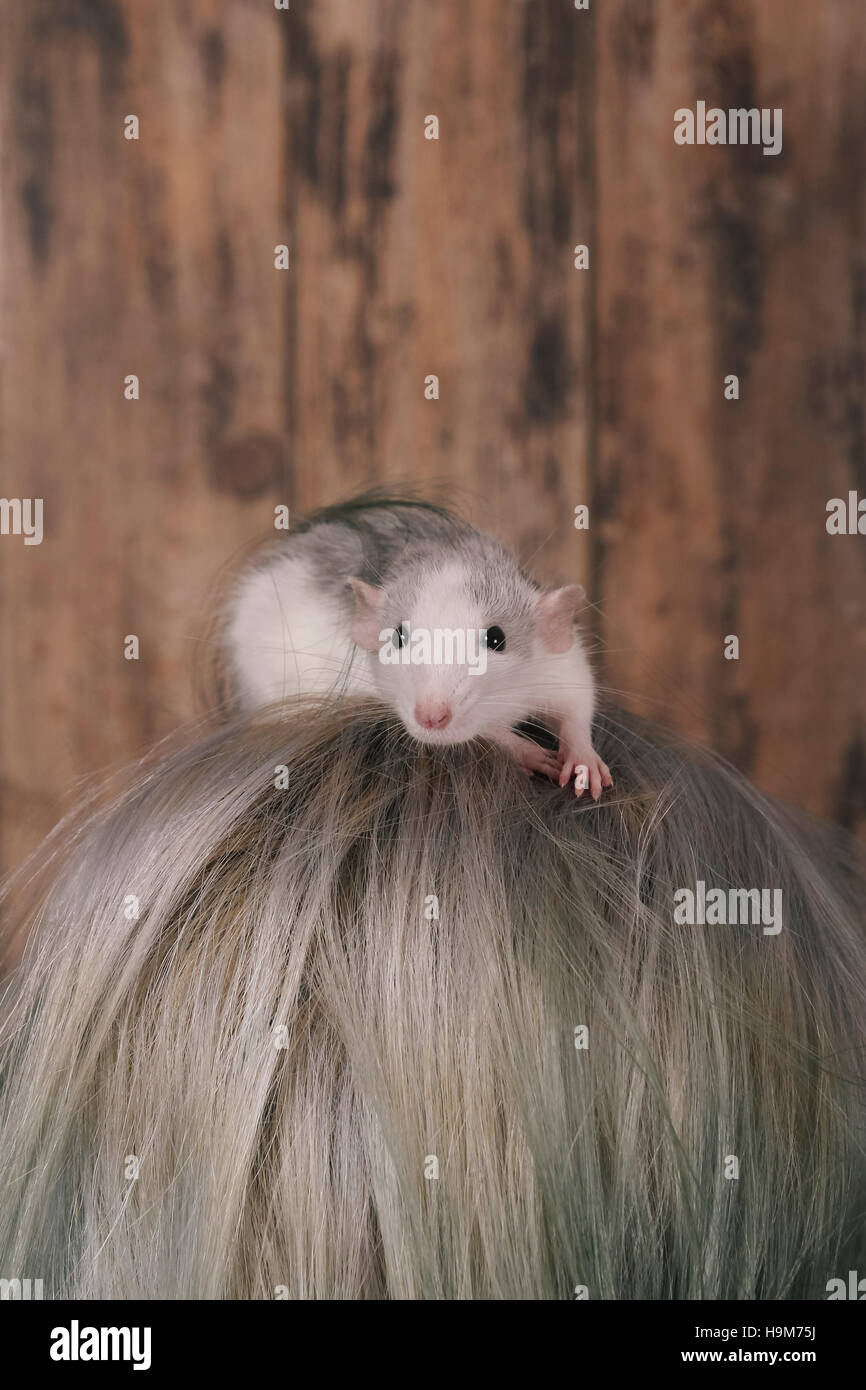 Pet rat on a head Stock Photo Alamy