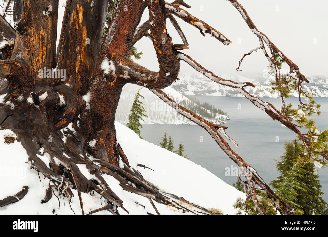 Panorama of Crater Lake National Park, Oregon, OR, USA - Winter view of the lake framed by a Bristlecone pine tree twisted trunk. Stock Photo