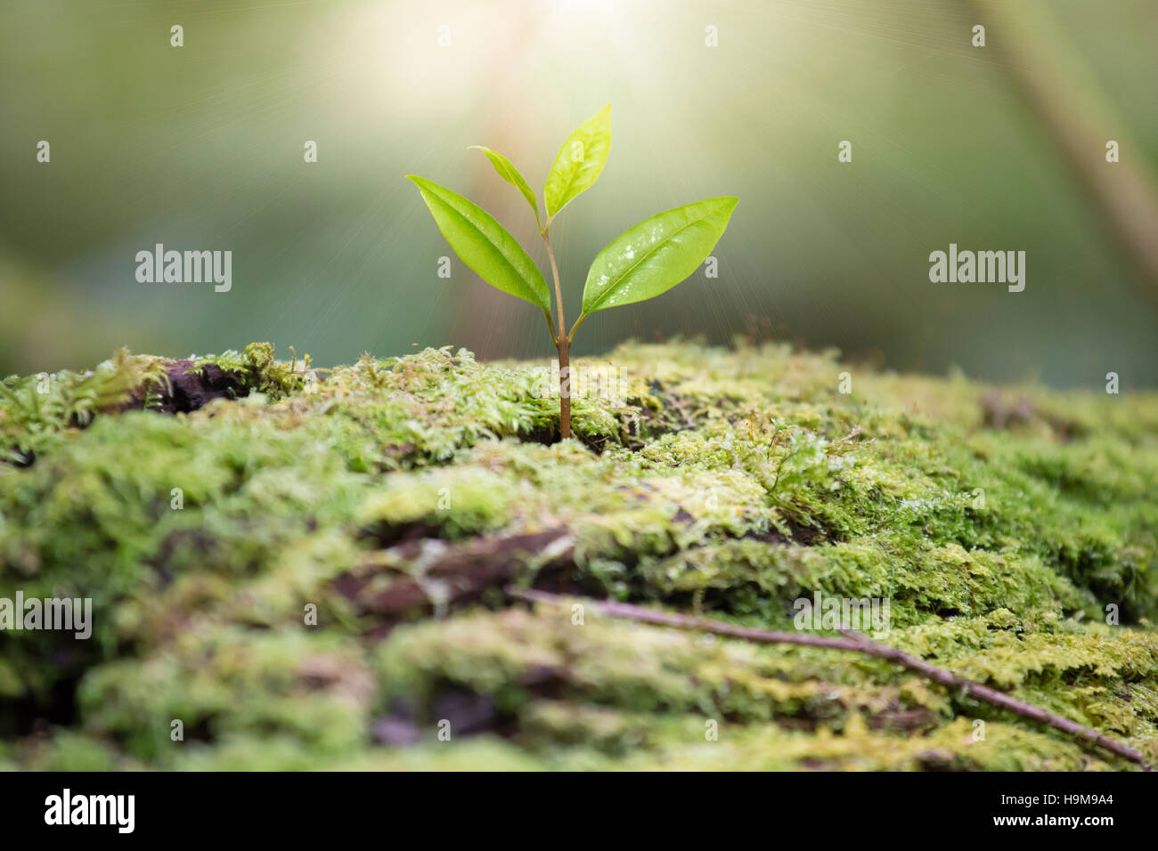 Beautiful one tree grown up in the wild and light. Stock Photo