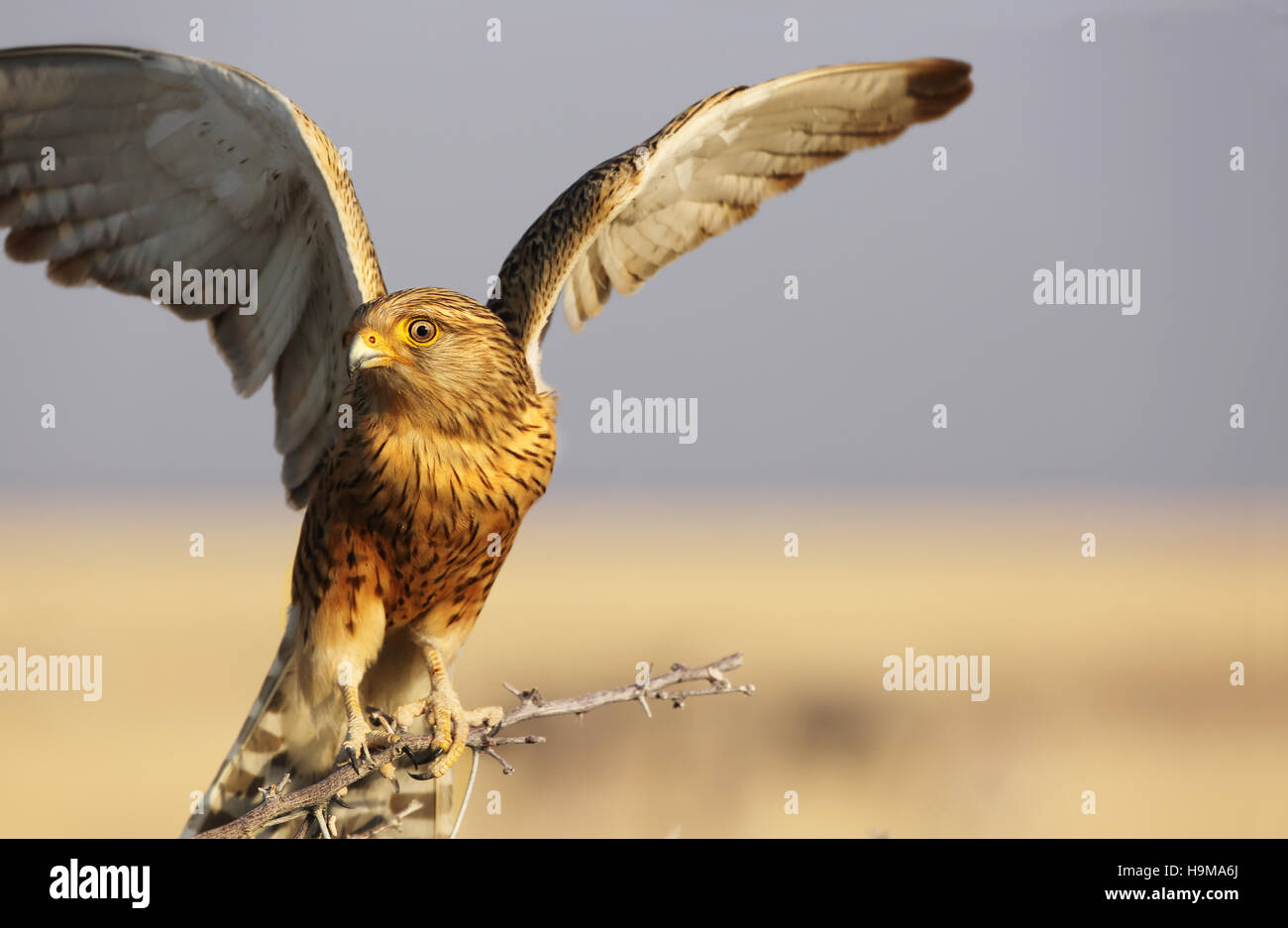 Tawny Eagle ready to fly, Namibia Stock Photo