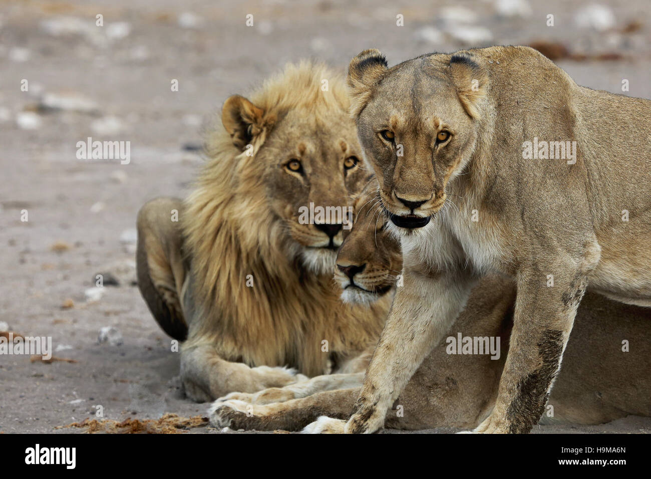 A Group of Lions in Etosha, Namibia Stock Photo