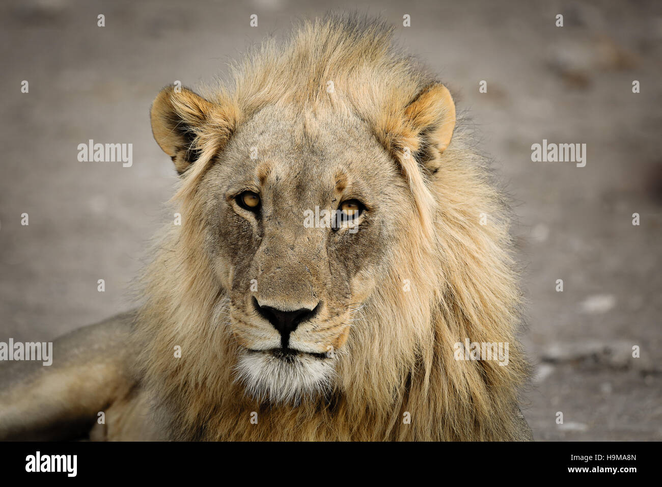 Lion full head photograph looking at you at Etosha National Park Stock Photo