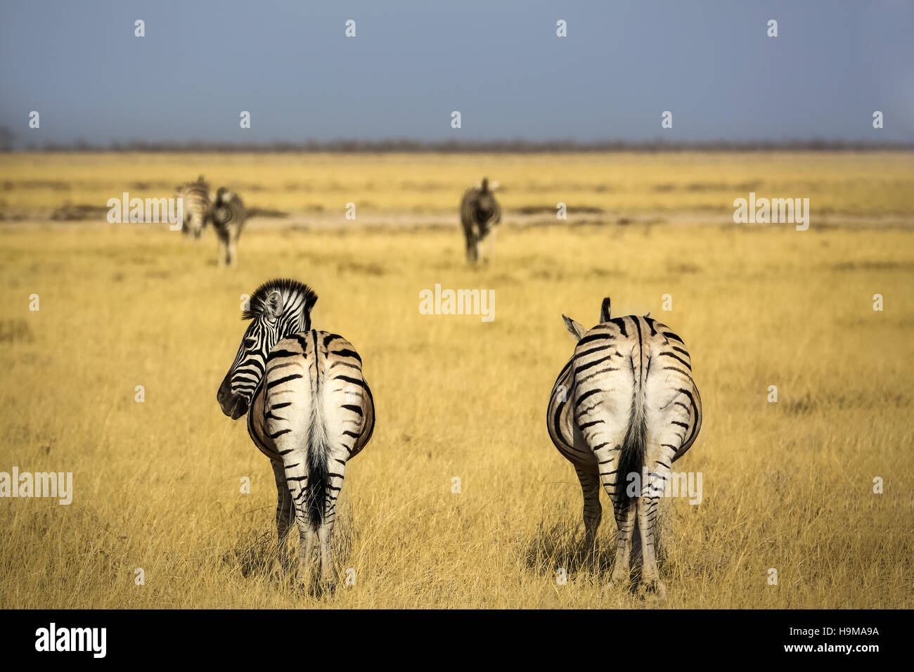 Two zebras on the back, in the Etosha National Park, Namibia Stock Photo