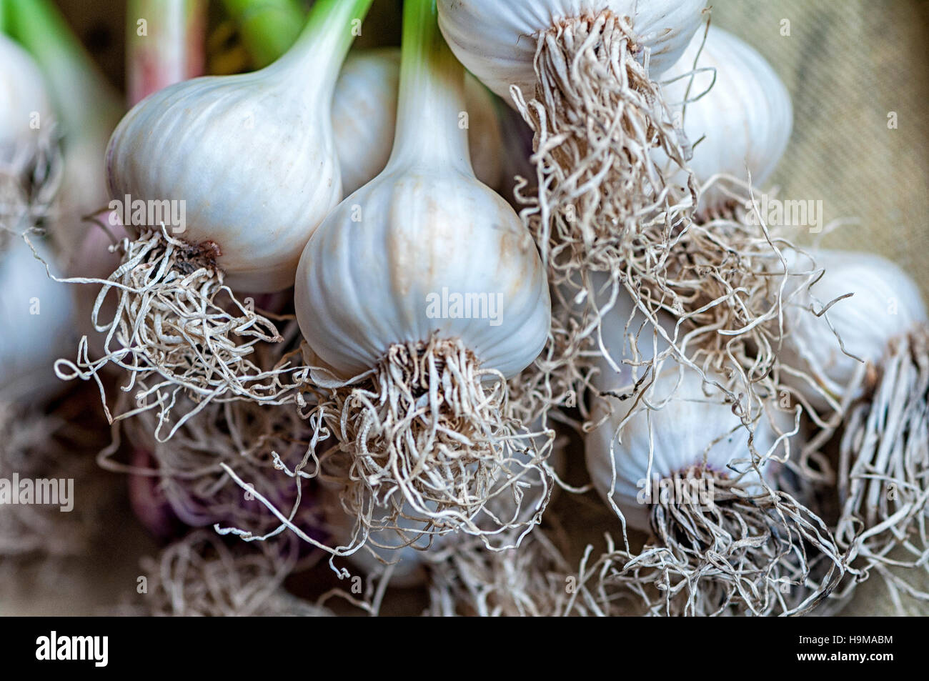 Closeup on spring garlic roots and bulbs Stock Photo Alamy