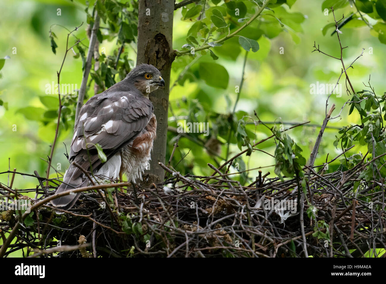 Sparrowhawk / Sperber ( Accipiter nisus ), adult female, perched on the edge of its eyrie, watching over its shoulder, backside view. Stock Photo