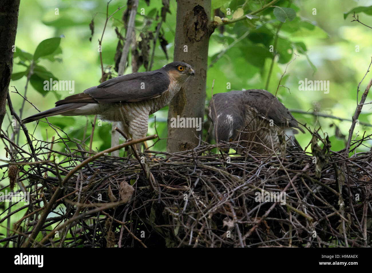 Sparrowhawks / Sperber ( Accipiter nisus ), male and female, pair, couple, building their eyrie, hidden nest, preparing breeding season. Stock Photo