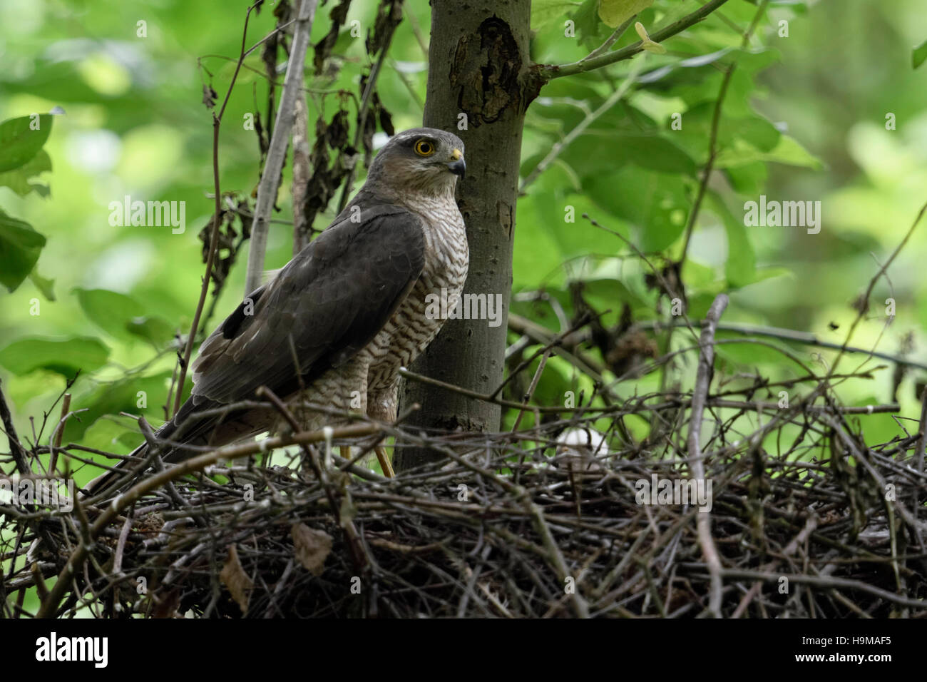 Sparrowhawk / Sperber ( Accipiter nisus ), adult female, perched on the edge of its eyrie, watching attentively, with chick in nest. Stock Photo