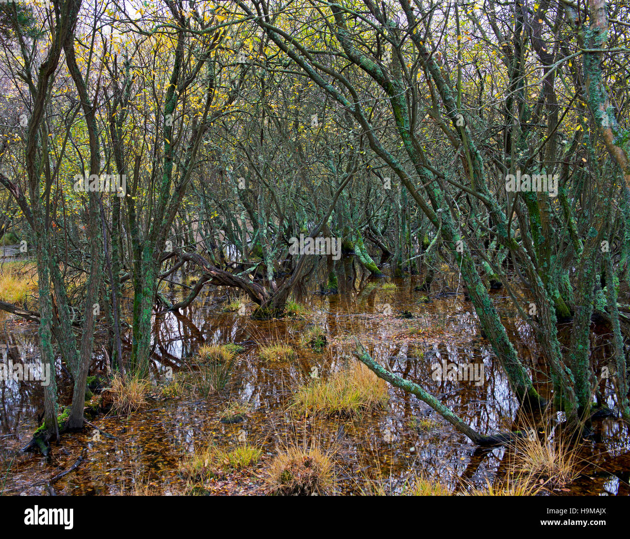 Reedy wetlands at Studland, Isle of Purbeck, Dorset, England UK Stock