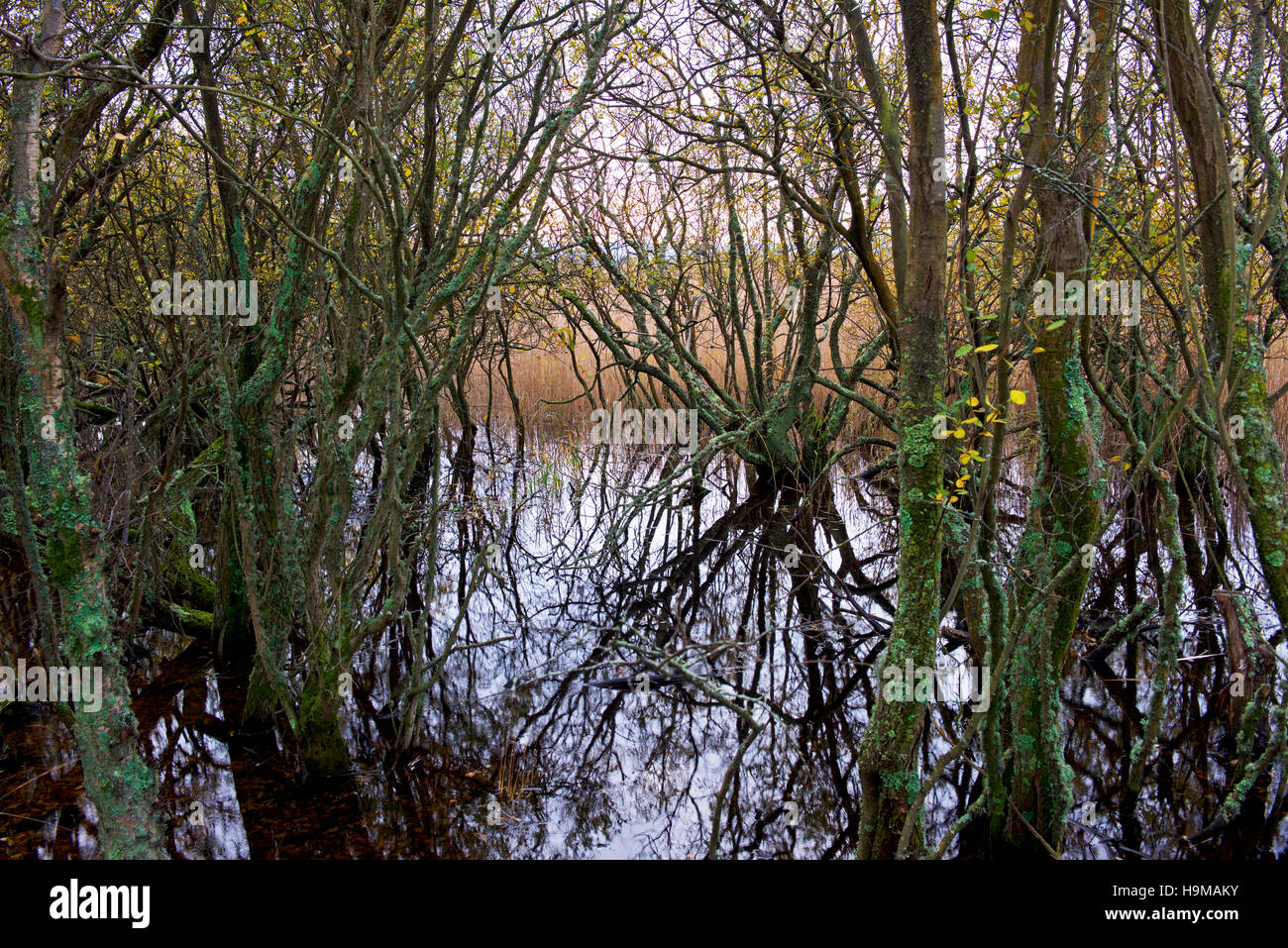 Reedy wetlands at Studland, Isle of Purbeck, Dorset, England UK Stock