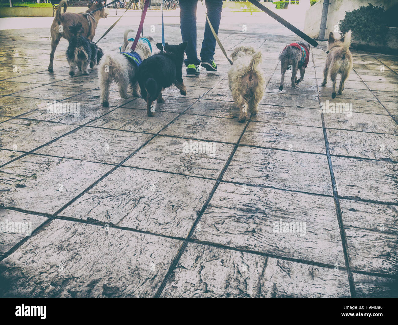 City dog walker hi-res stock photography and images - Alamy