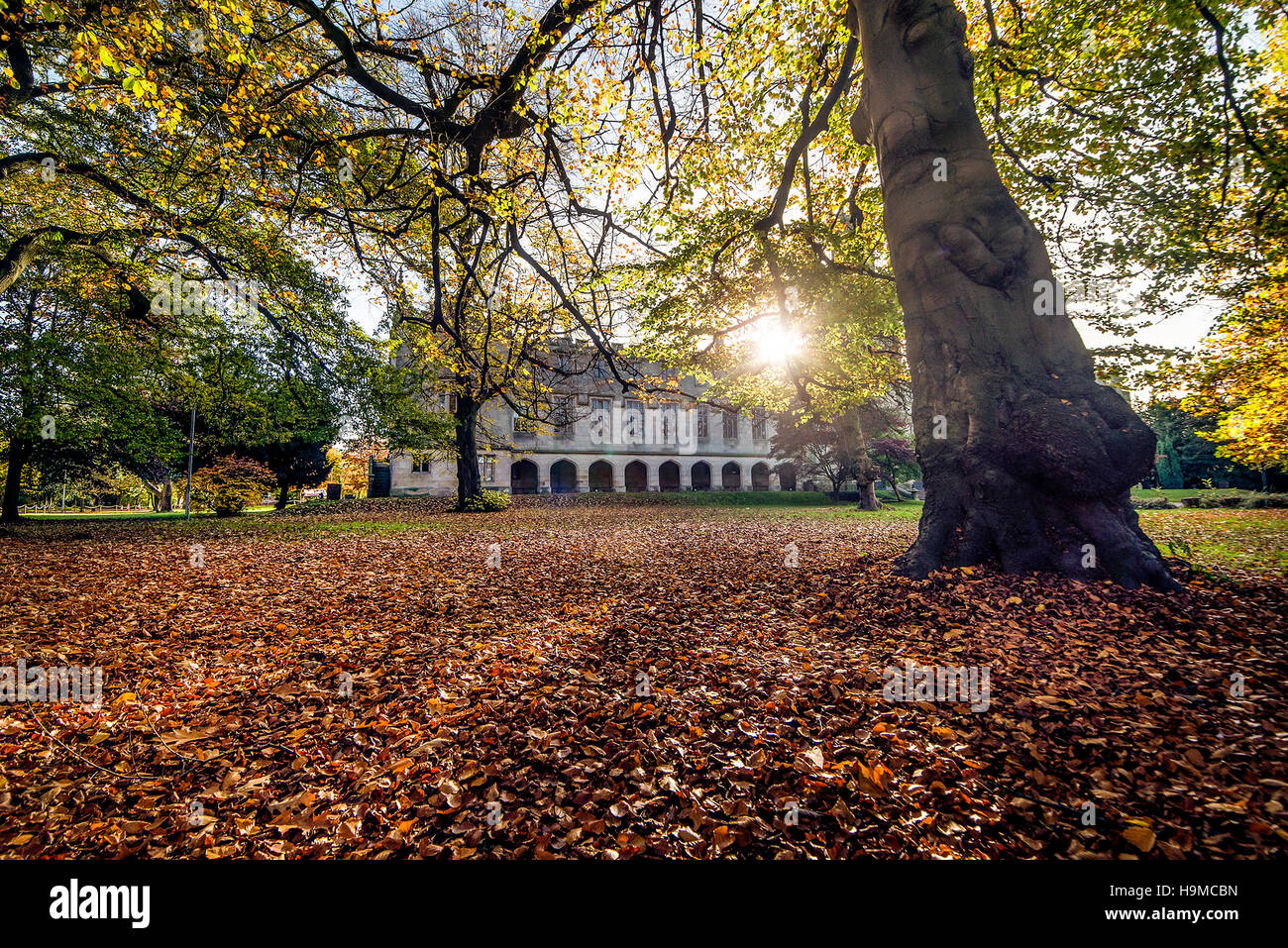 Autumnal Scene. Oak Tree with Leaf Covered Floor Stock Photo - Alamy