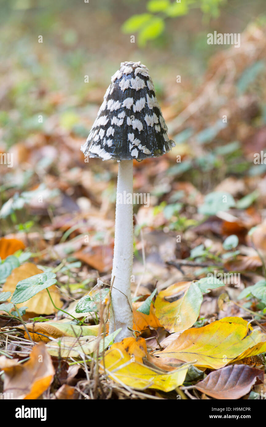 Magpie fungus hi-res stock photography and images - Alamy