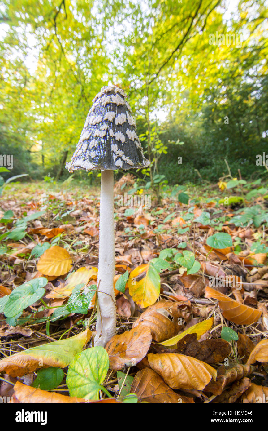 Magpie Inkcap, or Magpie fungus, Coprinuopsis picacea, Sussex, UK ...