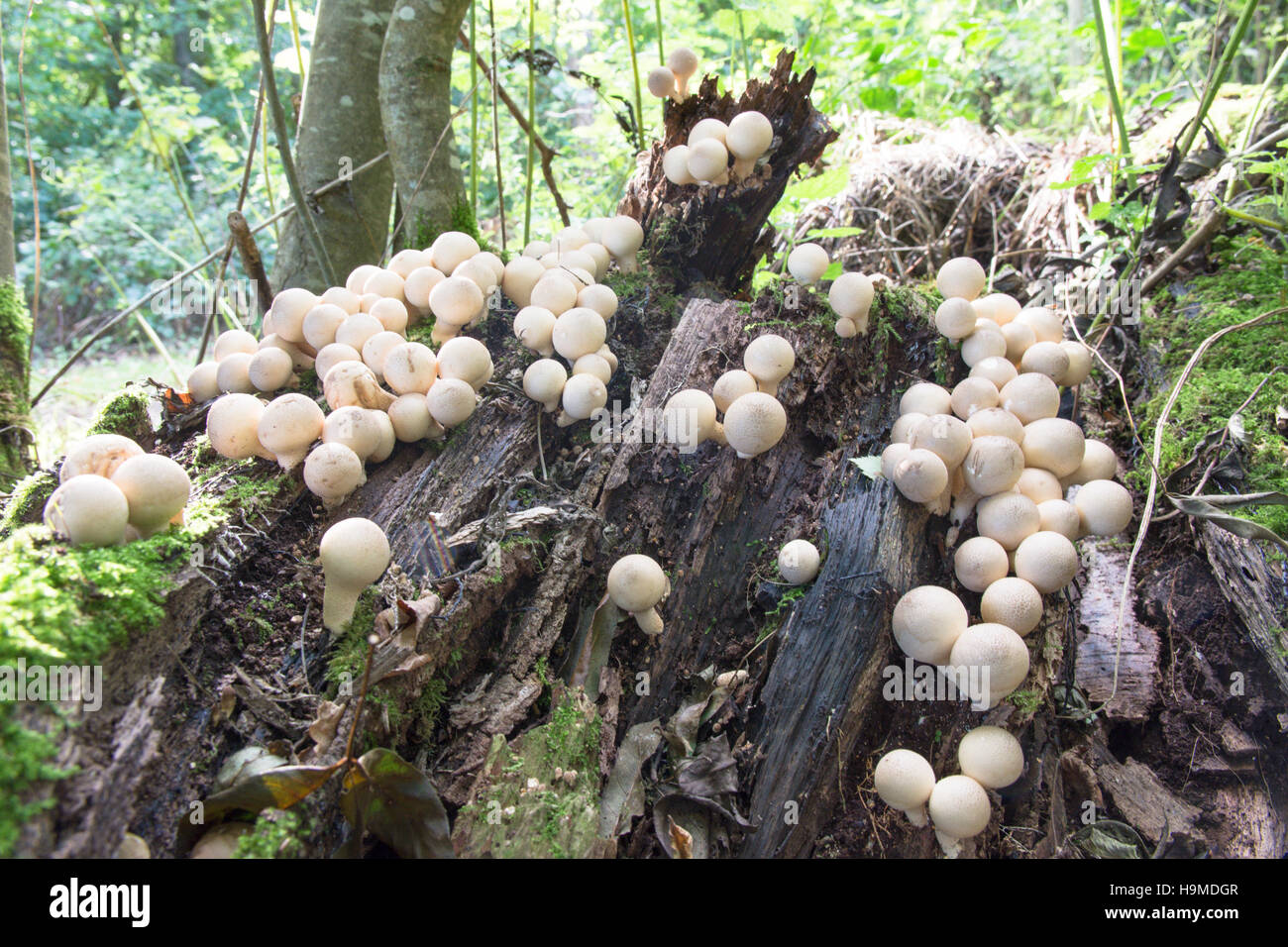 Pear-shaped Puffball or Stump Puffball (Lycoperdon pyriforme) October UK. Many growing in a clump on an old stump. Stock Photo