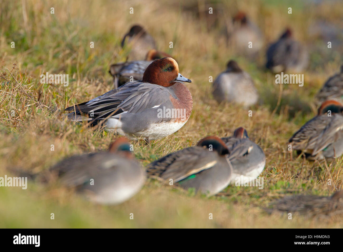 Drake or male Wigeon Anas penelope feeding winter at Titchwell RSPB reserve Norfolk Stock Photo