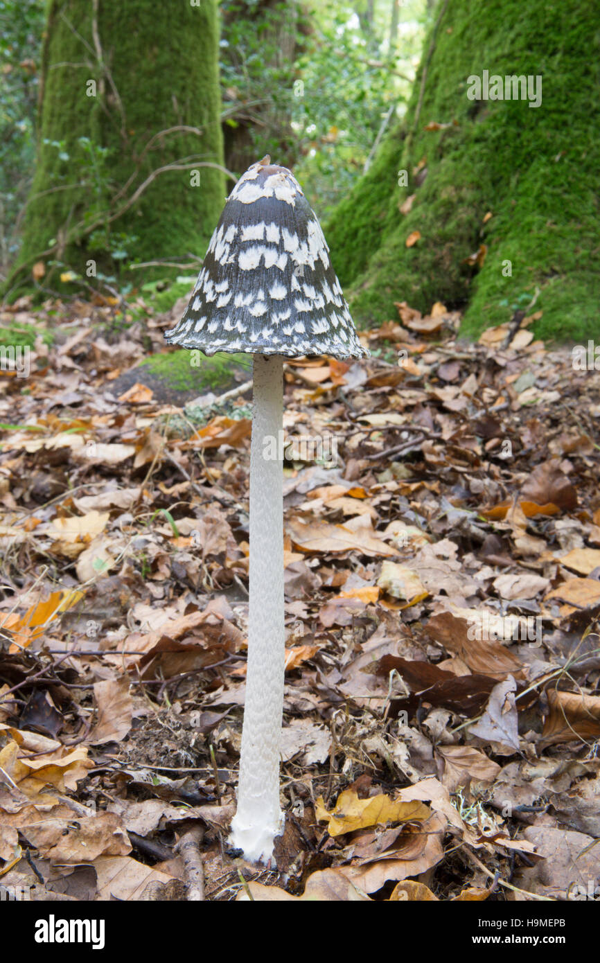 Magpie Fungus High Resolution Stock Photography and Images - Alamy