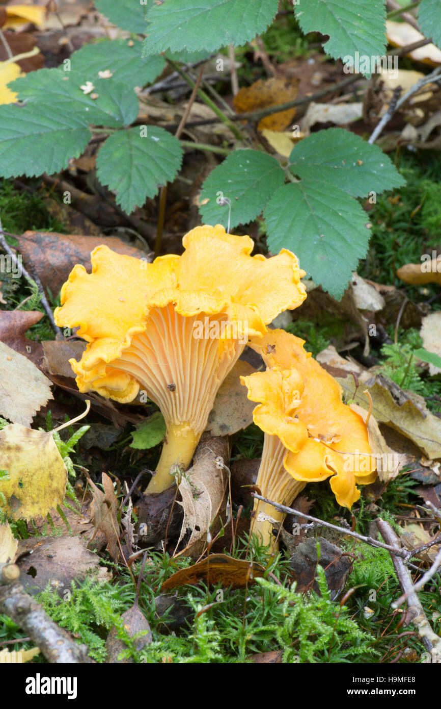 Cantharellus cibarius, The Chanterelle, or Girolle. Sussex, UK. October Stock Photo