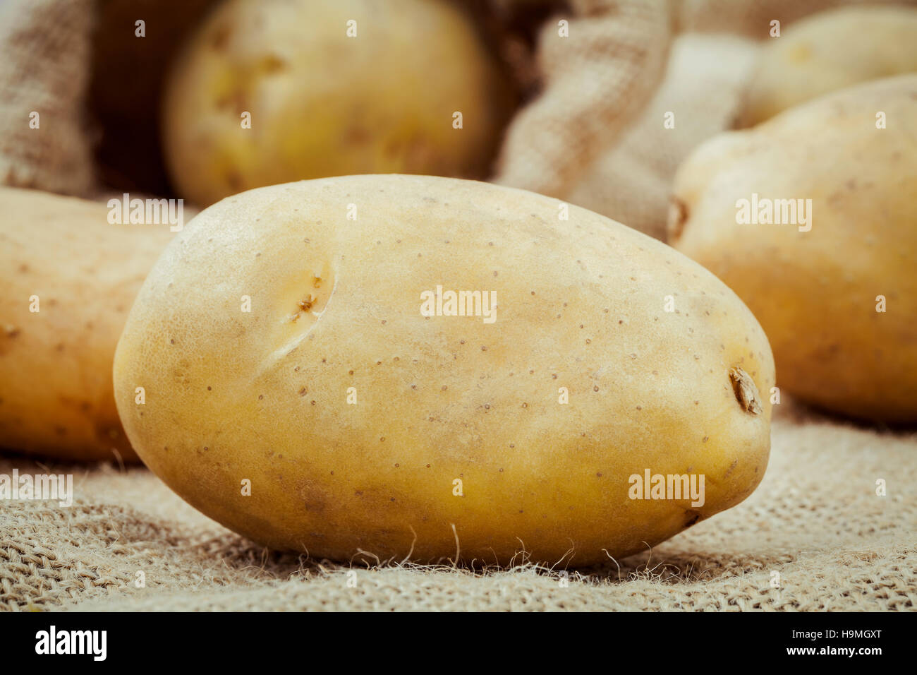 Closeup fresh organic potatoes on hemp sack background. Fresh ha Stock Photo