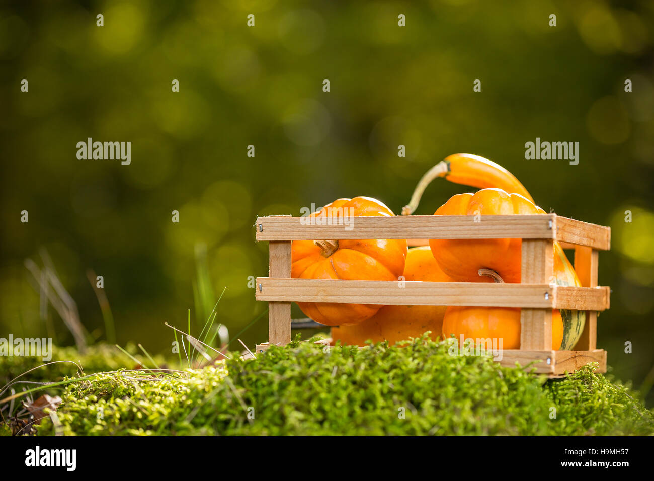 Small ornamental pumpkins Stock Photo