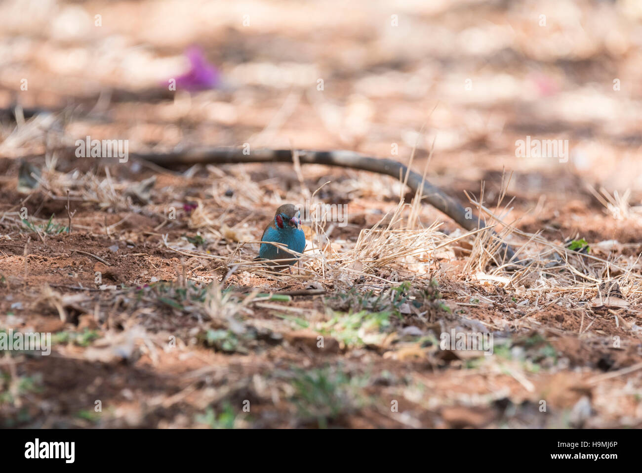 A male Red-cheeked Cordon Bleu foraging Stock Photo