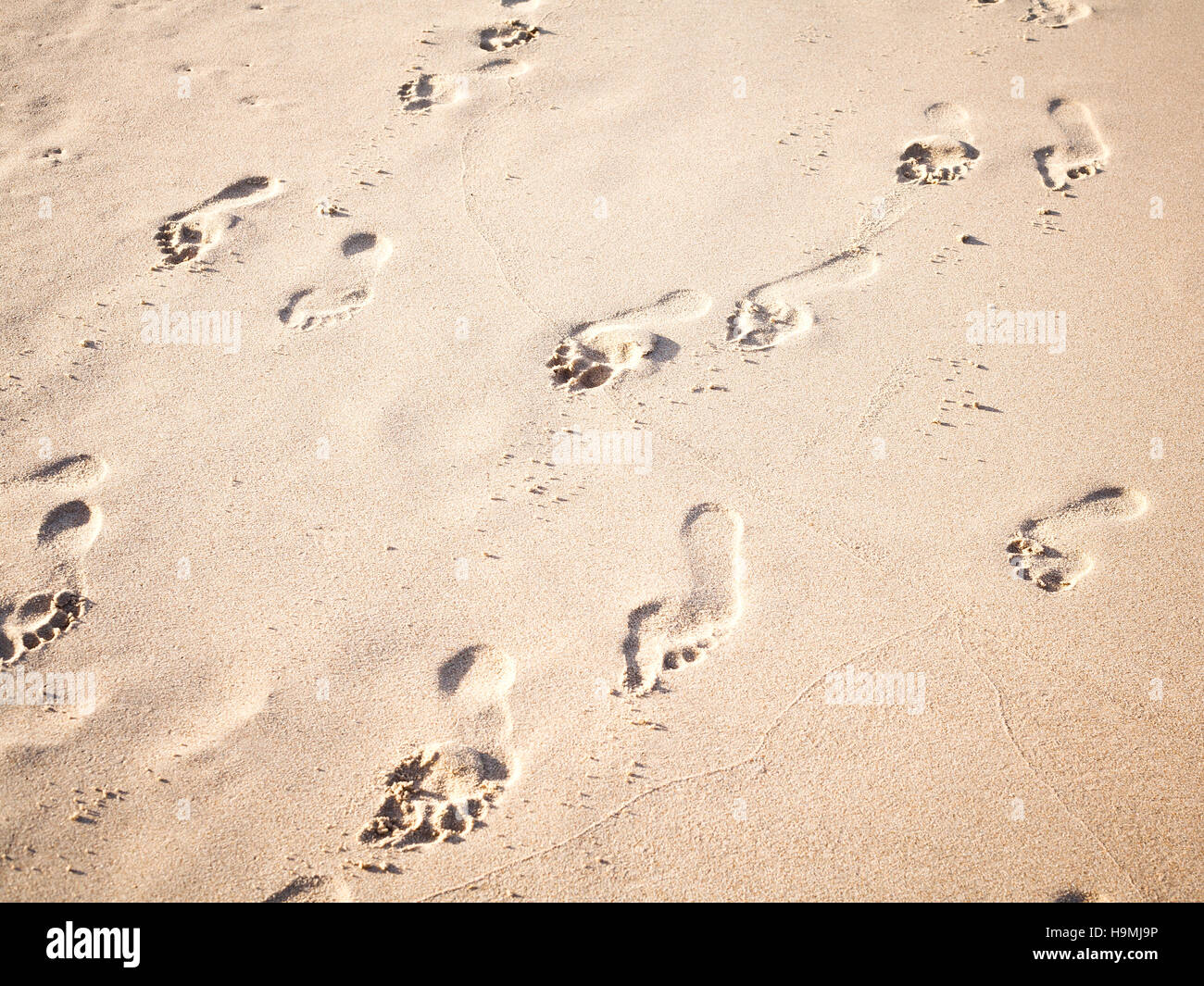 Soft focus and tone of footprints on the tropical beach sand wit Stock Photo