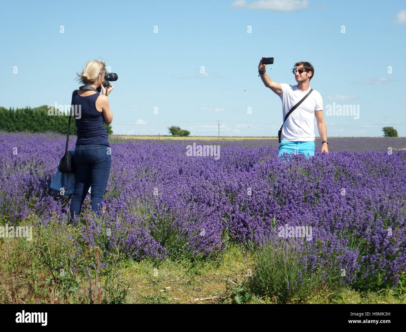 lavender, snowshill, farm, fields, cotswolds, england, gloucestershire, landscape, farming, outdoors, agriculture, scenic, Stock Photo