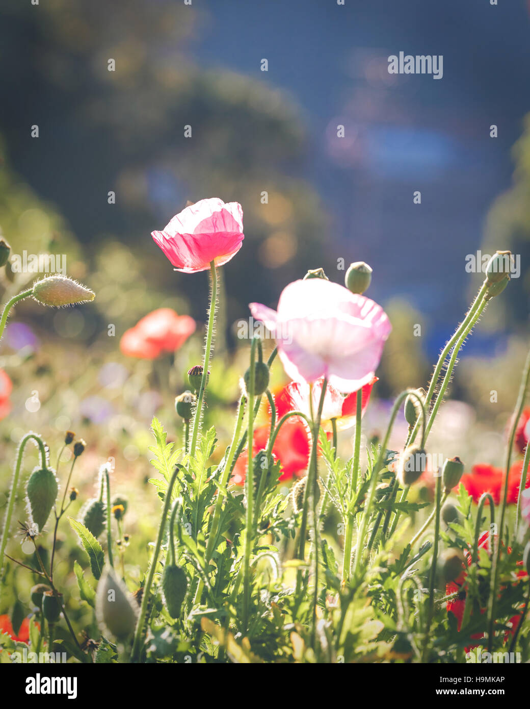 Soft focus vivid poppy on the field as symbol for Remembrance Da Stock Photo