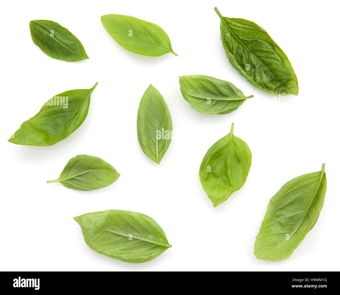 Fresh sweet basil leaves isolated on white background. Sweet bas Stock Photo Alamy
