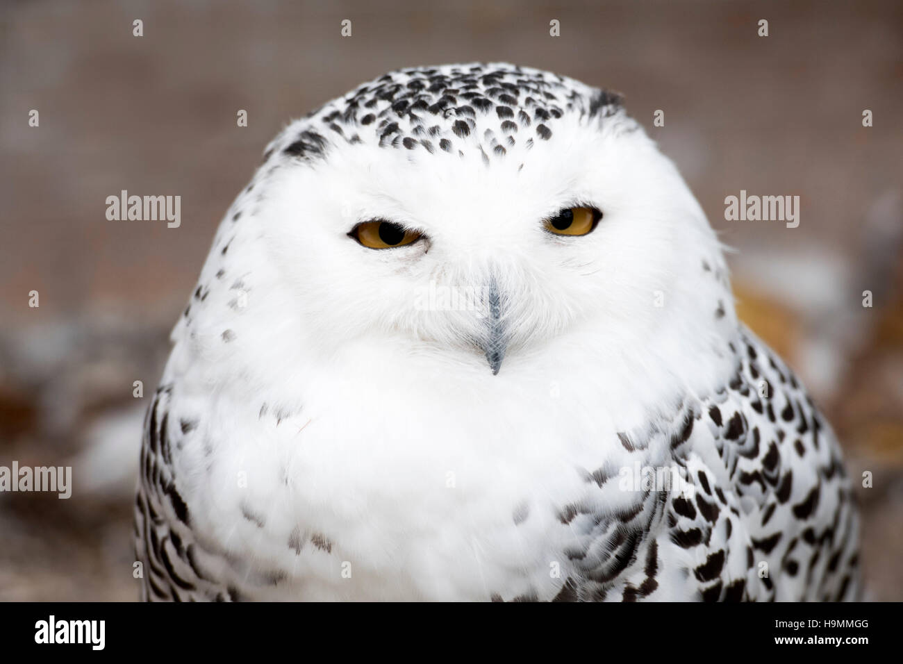 Snowy Owl Bubo scandiacus Close up Stock Photo - Alamy