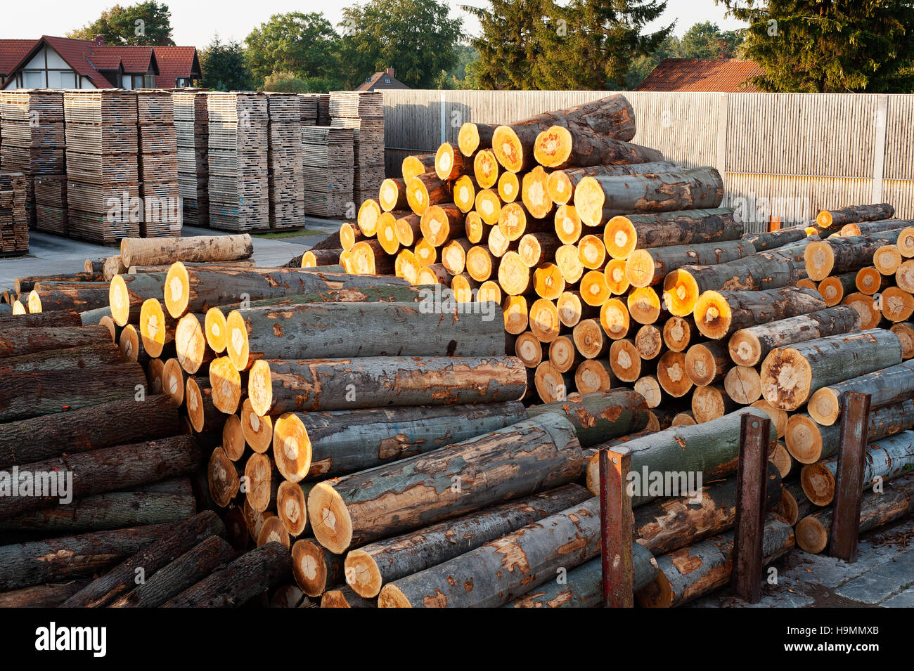 Tree-trunks for processing in timber processing plant, Templin, Uckermark district of Brandenurg, Germany. Stock Photo