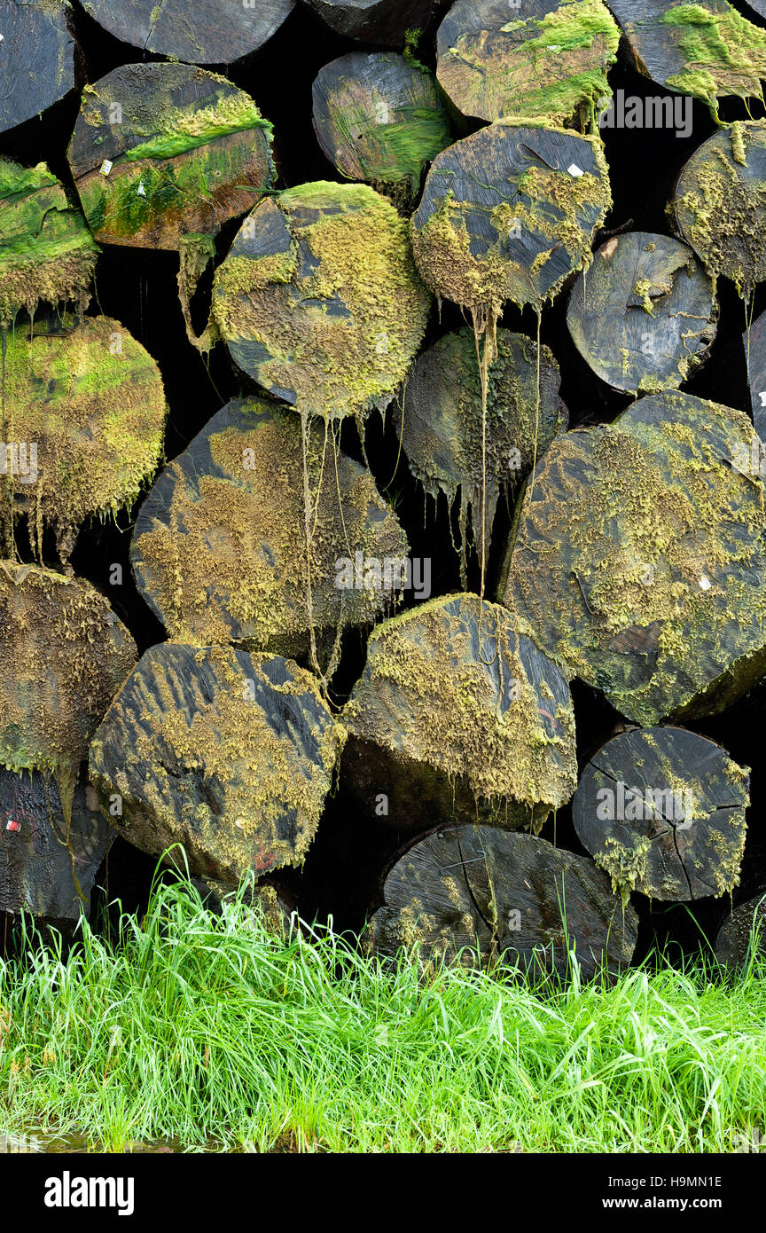 Moss grows on treetrunks in timber processing plant, Templin, Uckermark district of Brandenurg, Germany. Stock Photo