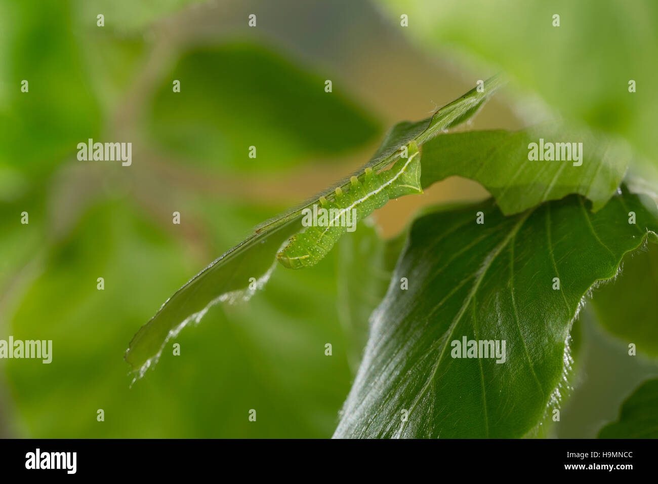 Pyramideneule, Pyramiden-Eule, Raupe frisst an Buche, Amphipyra pyramidea, Noctua pyramidea, Copper Underwing, Humped Green Fruitworm, Pyramidal Green Stock Photo