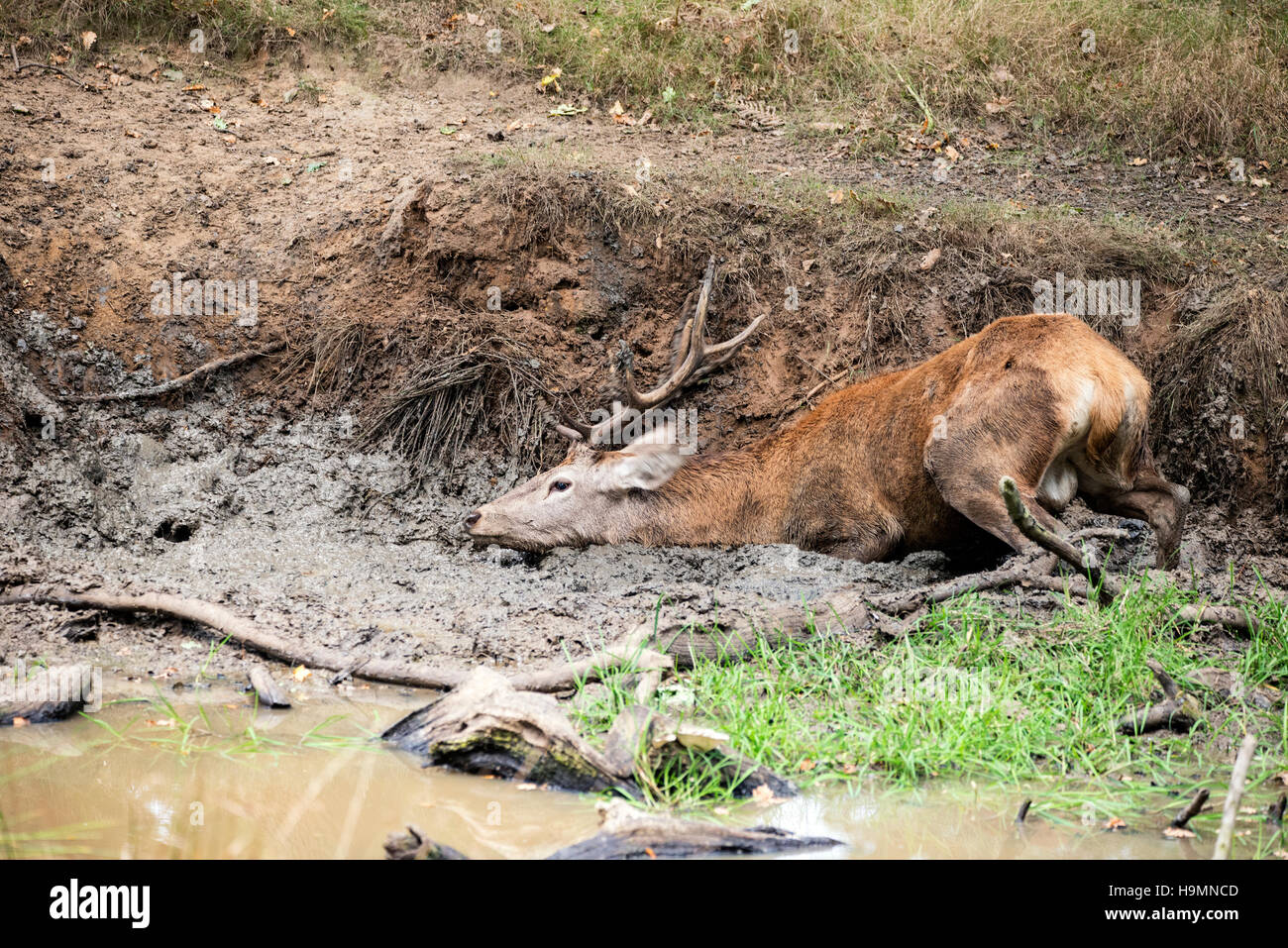 Red deer stag cervus elaphus takes a mud bath to cool down on Autumn