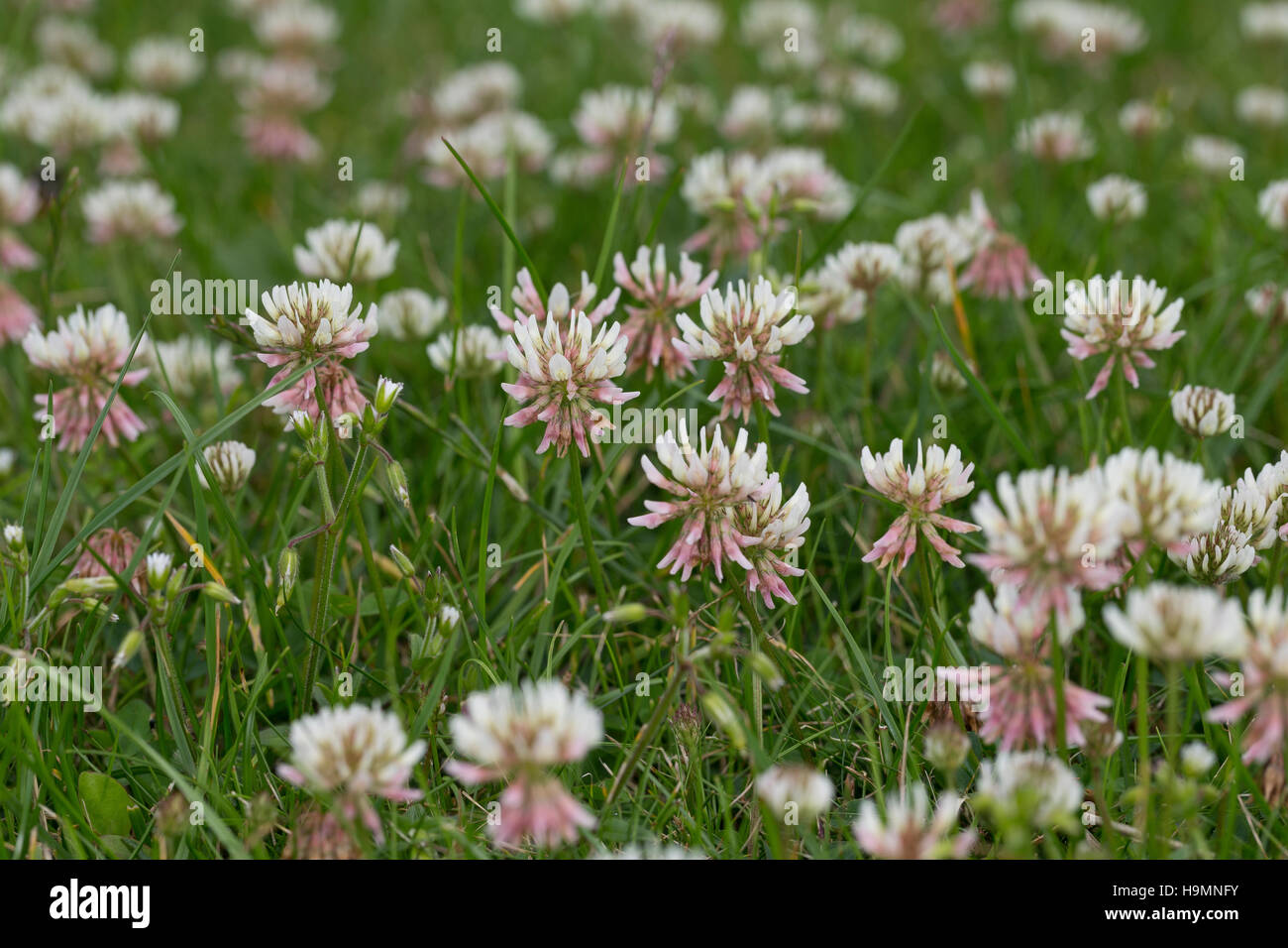 Weiss-Klee, Weissklee, Weiß-Klee, Weißklee, Kriech-Klee, Kriechklee, Klee, Trifolium repens, Ladino Clover, White Clover Stock Photo