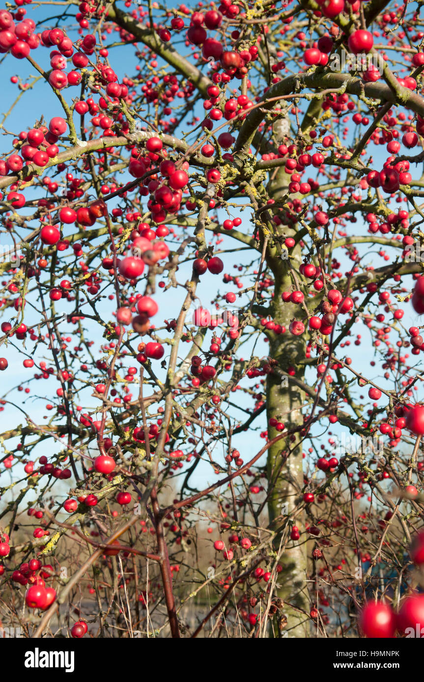 Malus Red Sentinel Zierapfel Red Sentinel