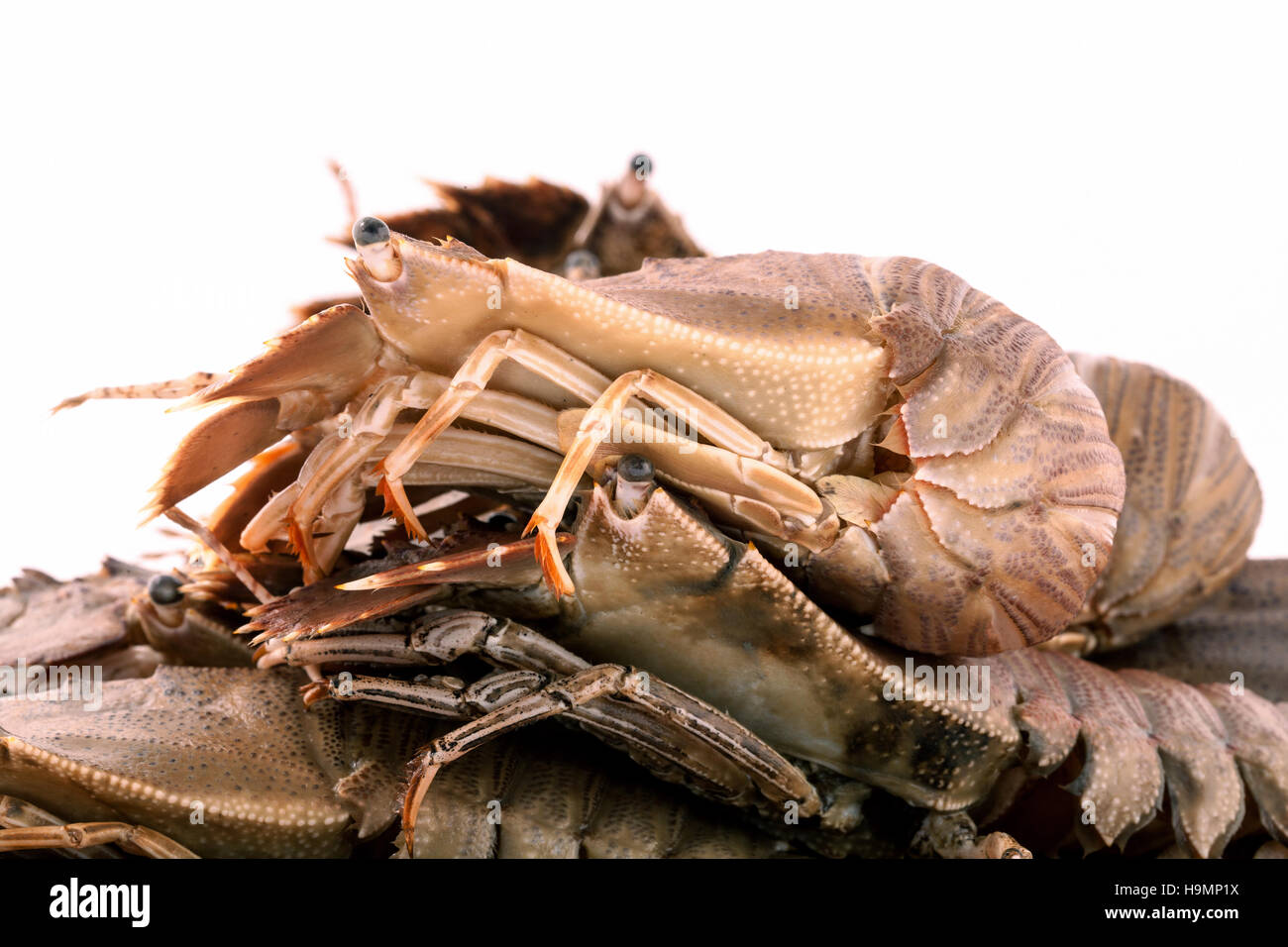 Flathead lobster, Lobster Moreton Bay bug, Oriental flathead lob Stock Photo Alamy