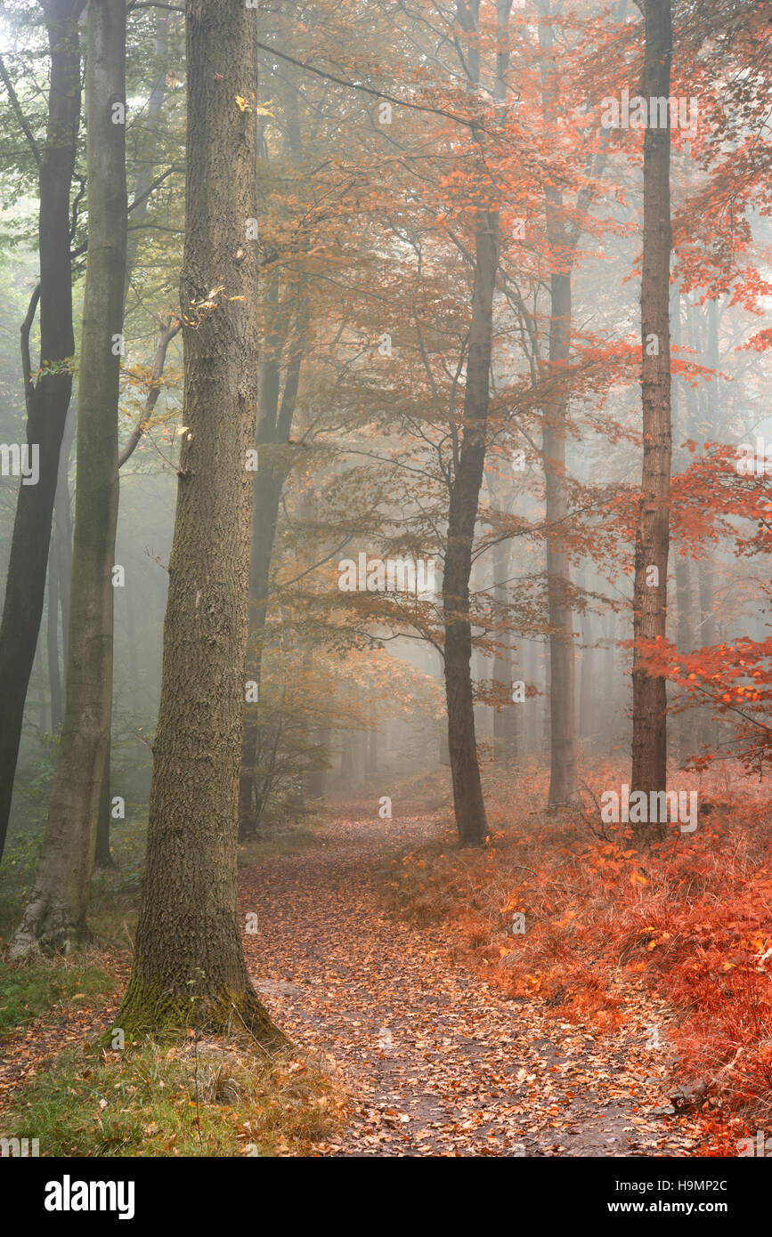 Seasons changing from Summer into Autumn Fall concept shown in one forest landscape image Stock Photo
