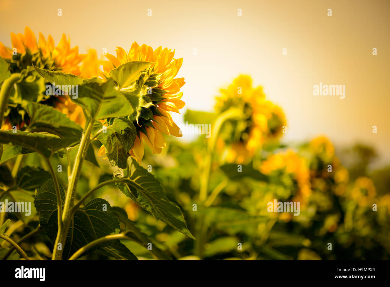 Field of Beautiful Bright Sunflowers at Sunset Stock Photo - Alamy