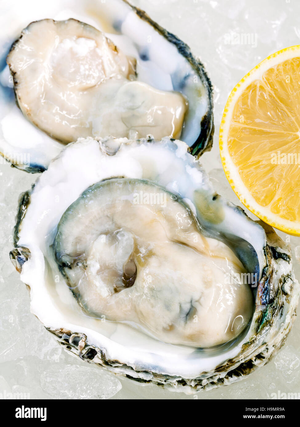 Fresh Oysters with lemon on ice background. Opened fresh oysters Stock Photo