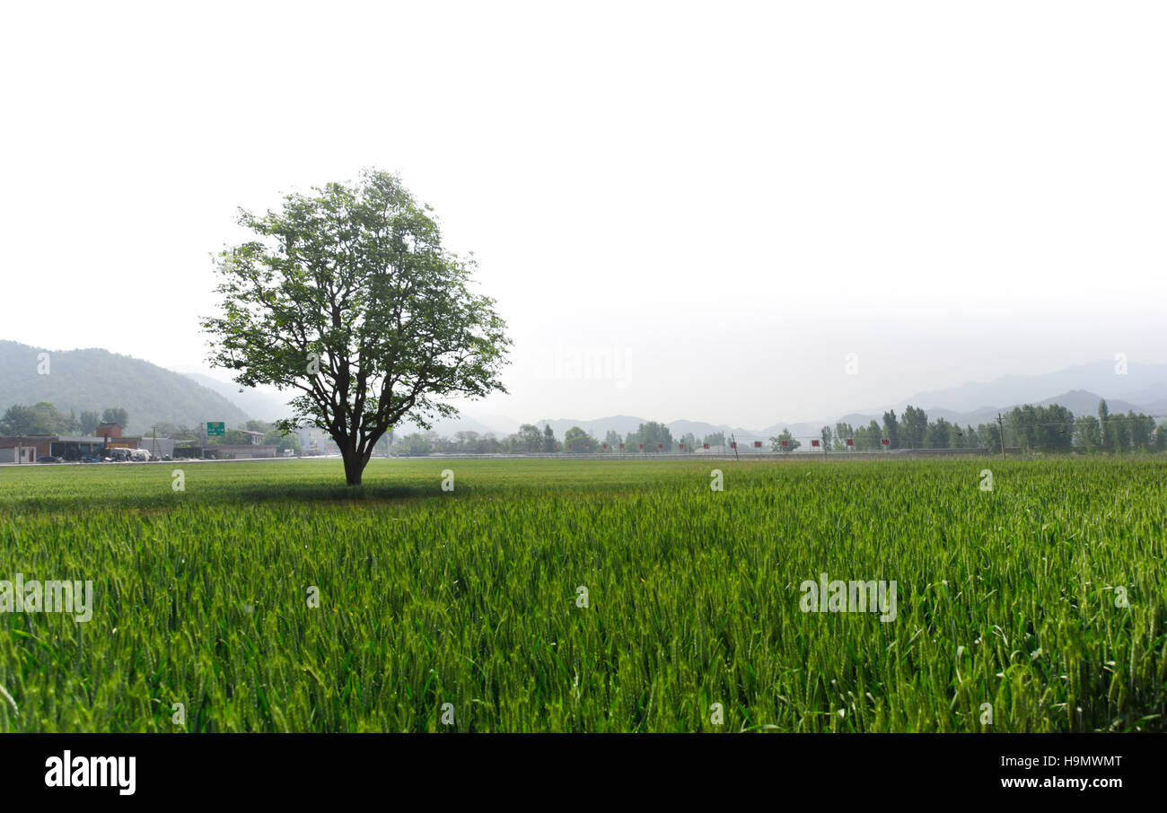 Wheat field in Henan Province,China Stock Photo