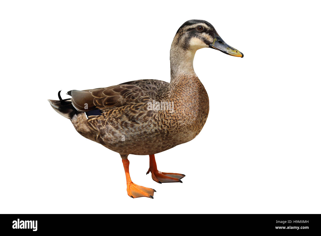 Sheldrake hires stock photography and images Alamy