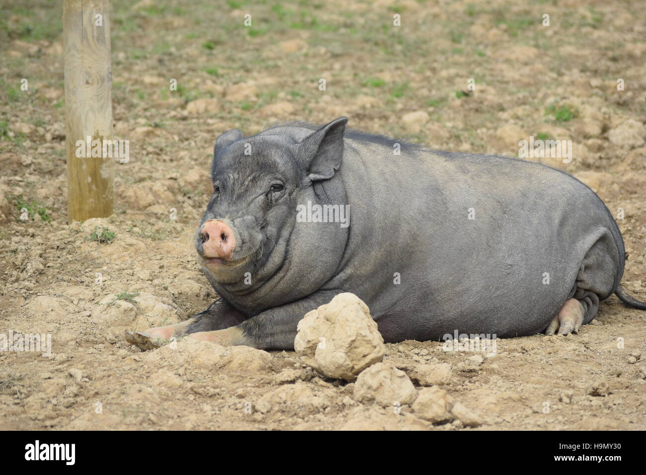 kenny the micro pig out in the paddock. Stock Photo